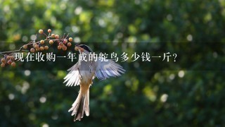 现在收购1年成的鸵鸟多少钱1斤? 现在收购1年成的鸵鸟多少钱1斤?