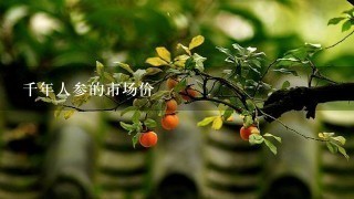 千年人参的市场价 千年人参的市场价