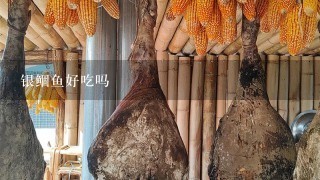 银鲴鱼好吃吗 银鲴鱼好吃吗