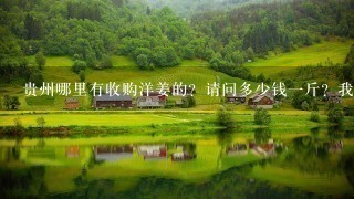 贵州哪里有收购洋姜的?请问多少钱1斤?我想种植,有经验的人士麻烦给予回答谢谢? 贵州哪里有收购洋姜的?请问多少钱1斤?我想种植,有经验的人士麻烦给予回答谢谢?