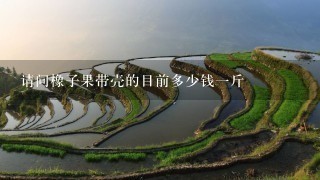 请问橡子果带壳的目前多少钱1斤 请问橡子果带壳的目前多少钱1斤