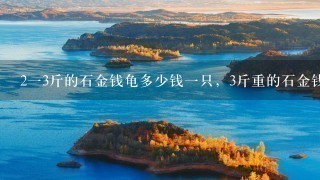 213斤的石金钱龟多少钱1只,3斤重的石金钱龟大概 213斤的石金钱龟多少钱1只,3斤重的石金钱龟大概