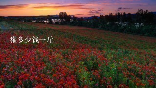 獾多少钱1斤 獾多少钱1斤