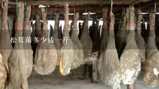 松茸菌多少钱1斤 松茸菌多少钱1斤