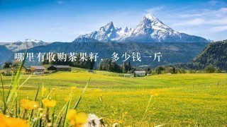 哪里有收购茶果籽,多少钱1斤 哪里有收购茶果籽,多少钱1斤