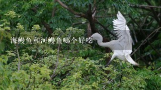海鳗鱼和河鳗鱼哪个好吃 海鳗鱼和河鳗鱼哪个好吃