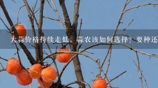 大蒜价格持续走低,蒜农该如何选择?要种还是不种? 大蒜价格持续走低,蒜农该如何选择?要种还是不种?