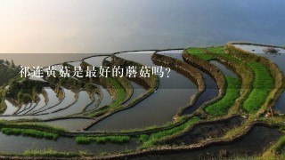 祁连黄菇是最好的蘑菇吗? 祁连黄菇是最好的蘑菇吗?