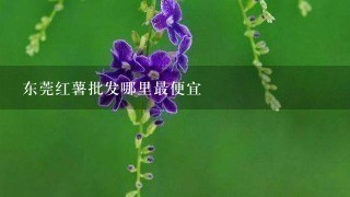 东莞红薯批发哪里最便宜 东莞红薯批发哪里最便宜