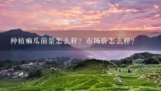 种植癞瓜前景怎么样?市场价怎么样? 种植癞瓜前景怎么样?市场价怎么样?