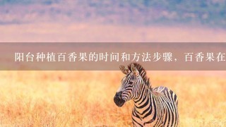 阳台种植百香果的时间和方法步骤,百香果在阳台如何 阳台种植百香果的时间和方法步骤,百香果在阳台如何
