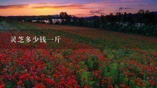 灵芝多少钱1斤 灵芝多少钱1斤