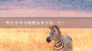 野生中华乌塘鳢鱼多少钱1斤? 野生中华乌塘鳢鱼多少钱1斤?