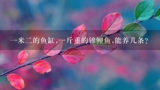 1米2的鱼缸,1斤重的锦鲤鱼,能养几条? 1米2的鱼缸,1斤重的锦鲤鱼,能养几条?