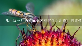 几百块1斤的打屁虫究竟有什么用途?有养殖的吗? 几百块1斤的打屁虫究竟有什么用途?有养殖的吗?