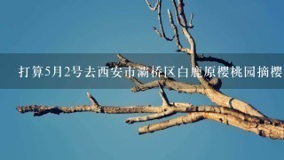 打算5月2号去西安市灞桥区白鹿原樱桃园摘樱桃,不知道这么早樱桃下来了么,是不是太早了呀~谢谢 打算5月2号去西安市灞桥区白鹿原樱桃园摘樱桃,不知道这么早樱桃下来了么,是不是太早了呀~谢谢