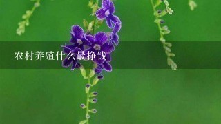 农村养殖什么最挣钱 农村养殖什么最挣钱