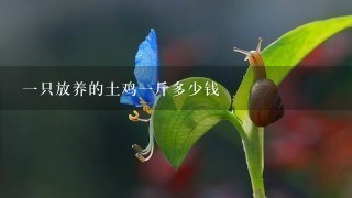 1只放养的土鸡1斤多少钱 1只放养的土鸡1斤多少钱