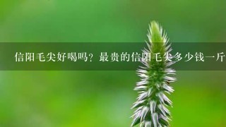 信阳毛尖好喝吗?最贵的信阳毛尖多少钱1斤? 信阳毛尖好喝吗?最贵的信阳毛尖多少钱1斤?
