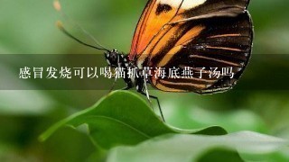 感冒发烧可以喝猫抓草海底燕子汤吗 感冒发烧可以喝猫抓草海底燕子汤吗