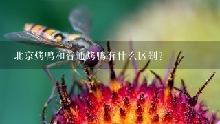 北京烤鸭和普通烤鸭有什么区别? 北京烤鸭和普通烤鸭有什么区别?