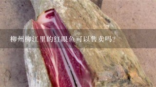 柳州柳江里的红眼鱼可以售卖吗? 柳州柳江里的红眼鱼可以售卖吗?