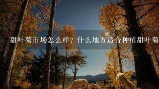 甜叶菊市场怎么样?什么地方适合种植甜叶菊? 甜叶菊市场怎么样?什么地方适合种植甜叶菊?