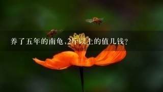 养了5年的南龟,2斤以上的值几钱? 养了5年的南龟,2斤以上的值几钱?
