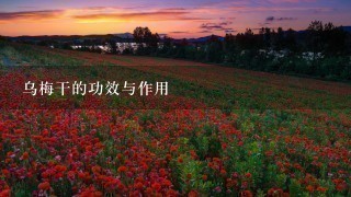 乌梅干的功效与作用 乌梅干的功效与作用
