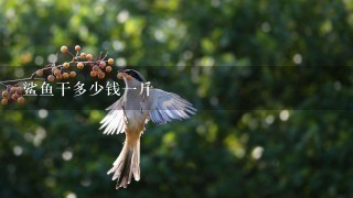 鲨鱼干多少钱1斤 鲨鱼干多少钱1斤