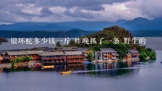 银环蛇多少钱1斤 昨晚抓了1条 野生的 银环蛇多少钱1斤 昨晚抓了1条 野生的