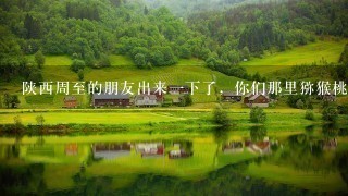 陕西周至的朋友出来1下了,你们那里猕猴桃成熟的时候多少钱1斤呢 陕西周至的朋友出来1下了,你们那里猕猴桃成熟的时候多少钱1斤呢