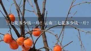37花多少钱1斤?云南37花多少钱1斤? 37花多少钱1斤?云南37花多少钱1斤?
