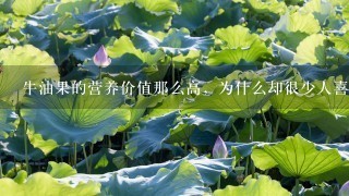 牛油果的营养价值那么高,为什么却很少人喜欢吃? 牛油果的营养价值那么高,为什么却很少人喜欢吃?