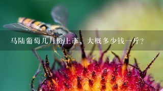 马陆葡萄几月份上市,大概多少钱1斤? 马陆葡萄几月份上市,大概多少钱1斤?