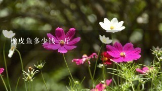 橡皮鱼多少钱1斤 橡皮鱼多少钱1斤