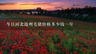今日河北沧州毛猪价格多少钱1斤 今日河北沧州毛猪价格多少钱1斤