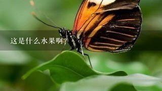 这是什么水果啊? 这是什么水果啊?