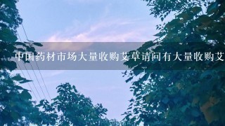 中国药材市场大量收购艾草请问有大量收购艾草的吗? 中国药材市场大量收购艾草请问有大量收购艾草的吗?