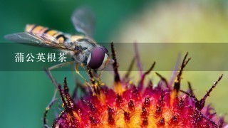 蒲公英根茶 蒲公英根茶