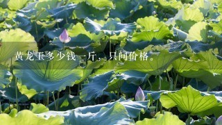 黄龙玉多少钱1斤,只问价格。 黄龙玉多少钱1斤,只问价格。
