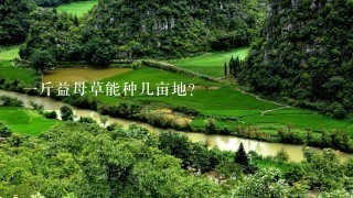 1斤益母草能种几亩地? 1斤益母草能种几亩地?