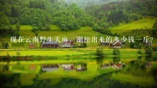 现在云南野生天麻,刚挖出来的多少钱1斤? 现在云南野生天麻,刚挖出来的多少钱1斤?