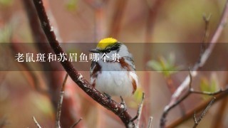 老鼠斑和苏眉鱼哪个贵 老鼠斑和苏眉鱼哪个贵