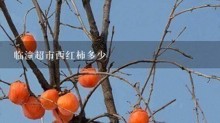 临潼超市西红柿多少 临潼超市西红柿多少