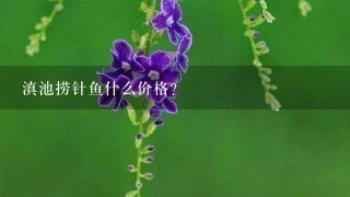 滇池捞针鱼什么价格? 滇池捞针鱼什么价格?