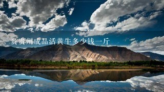 贵贵州成品活黄牛多少钱1斤 贵贵州成品活黄牛多少钱1斤
