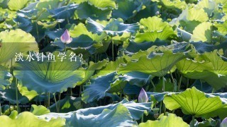 淡水针鱼学名? 淡水针鱼学名?