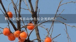 野生金线风在山中生长会死的吗? 野生金线风在山中生长会死的吗?