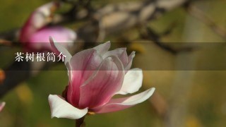 茶树根简介 茶树根简介